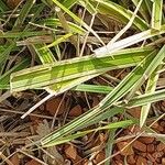 Carex morrowii पत्ता