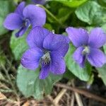 Viola × melissifolia Flower