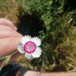 Dianthus barbatusFlower