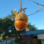 Aesculus californica Fruit