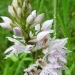 Dactylorhiza fuchsii Fula