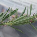 Indigofera lespedezioides Blad