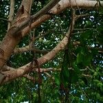 Ficus altissima Облик