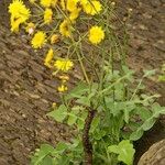 Sonchus ustulatus Habit