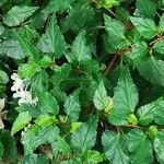 Begonia cubensis Feuille