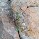 Draba dubia Fruto