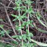 Mesembryanthemum nodiflorum Ліст