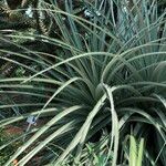 Puya chilensis Habitatea