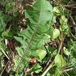 Taraxacum clemens Deilen