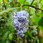 Psychotria pilosa Fruit