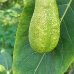 Terminalia chebula Fruit