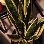 Dracaena trifasciataDeilen