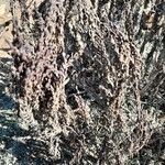Myrothamnus flabellifolius ഇല