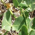 Zygophyllum fabago Leaf