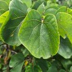 Cercis occidentalis Hostoa