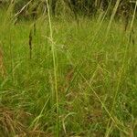 Nassella neesiana 其他