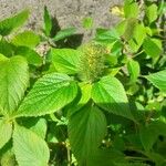 Acalypha aristata Цвят