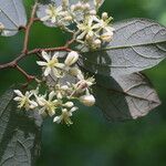 Microcos schmitzii Blüte