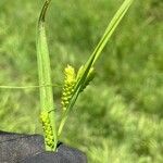 Carex granularis