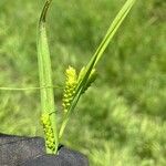 Carex granularis Frucht