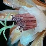 Cleistocactus spp. फूल