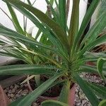 Cordyline stricta Frunză