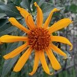 Tithonia diversifolia Kvet