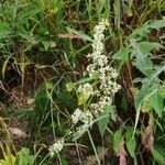 Galium mollugoFlower