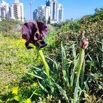 Iris atrofusca Λουλούδι