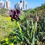 Iris atrofusca Flower