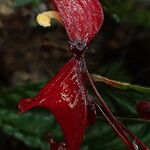 Impatiens hians Flower