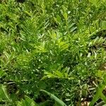 Vicia parviflora Leaf