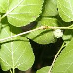 Morus celtidifolia Blatt