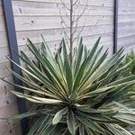 Agave vivipara Deilen