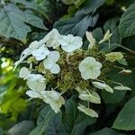 Hydrangea quercifolia Leaf