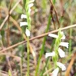 Spiranthes aestivalis Flower