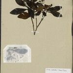 Clusia octandra Yaprak