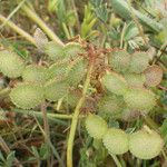 Hedysarum glomeratum Fruit