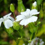Vaccaria hispanica 花