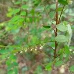 Phyllanthus moramangicus