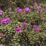 Rhododendron setosum Buveinė