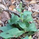 Hieracium sabaudum Habit