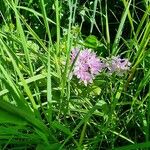 Allium unifolium Blüte