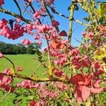 Euonymus europaeusFfrwyth