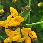 Lotus pedunculatus Flor