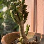 Opuntia monacantha 葉