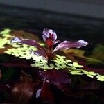 Ludwigia palustris Leaf