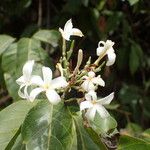Saba senegalensis 花