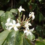 Saba senegalensis Blüte