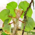 Begonia curtii Elinympäristö